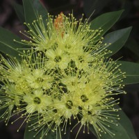 Xanthostemon verticillatus (C.T.White & W.D.Francis) L.S.Sm.